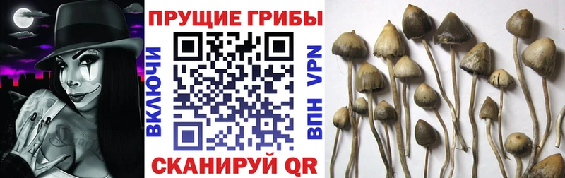где найти   Печора  Псилоцибиновые грибы прущие грибы 